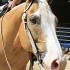 Palomino World Show